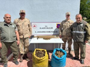 ELAZIĞ (AA) – Elazığ'ın Karakoçan ilçesinde koruma altında olan salep