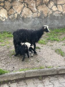 HAKKARİ (AA) – Hakkari'de tipiye yakalanan sürüdeki kuzu ve oğlaklar,