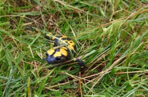 HATAY (AA) – Hatay'ın Belen ilçesinde "Türk semenderi" olarak da