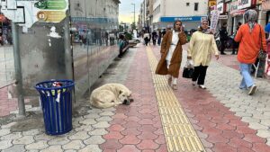 HATAY (AA) – Hatay'ın Dörtyol ilçesinde sahipsiz köpeklerin okula giden