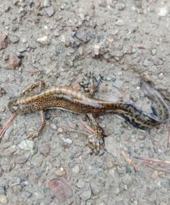 ÇANKIRI (AA) – Ilgaz Dağı Milli Parkı'nda "Anadolu şeritli semenderi"