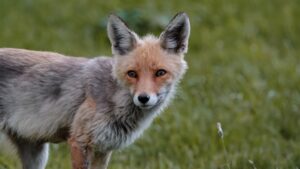 KARS (AA) – Kars Kalesi eteklerinde piknik yapan vatandaşlar, davetsiz