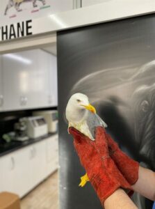 KASTAMONU (AA) – Kastamonu'da yaralı halde bulunan doğan ve martı