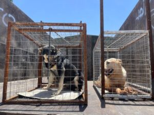 KERKÜK (AA) – ALİ MAKRAM GHAREEB – Irak'ın Kerkük kentinde