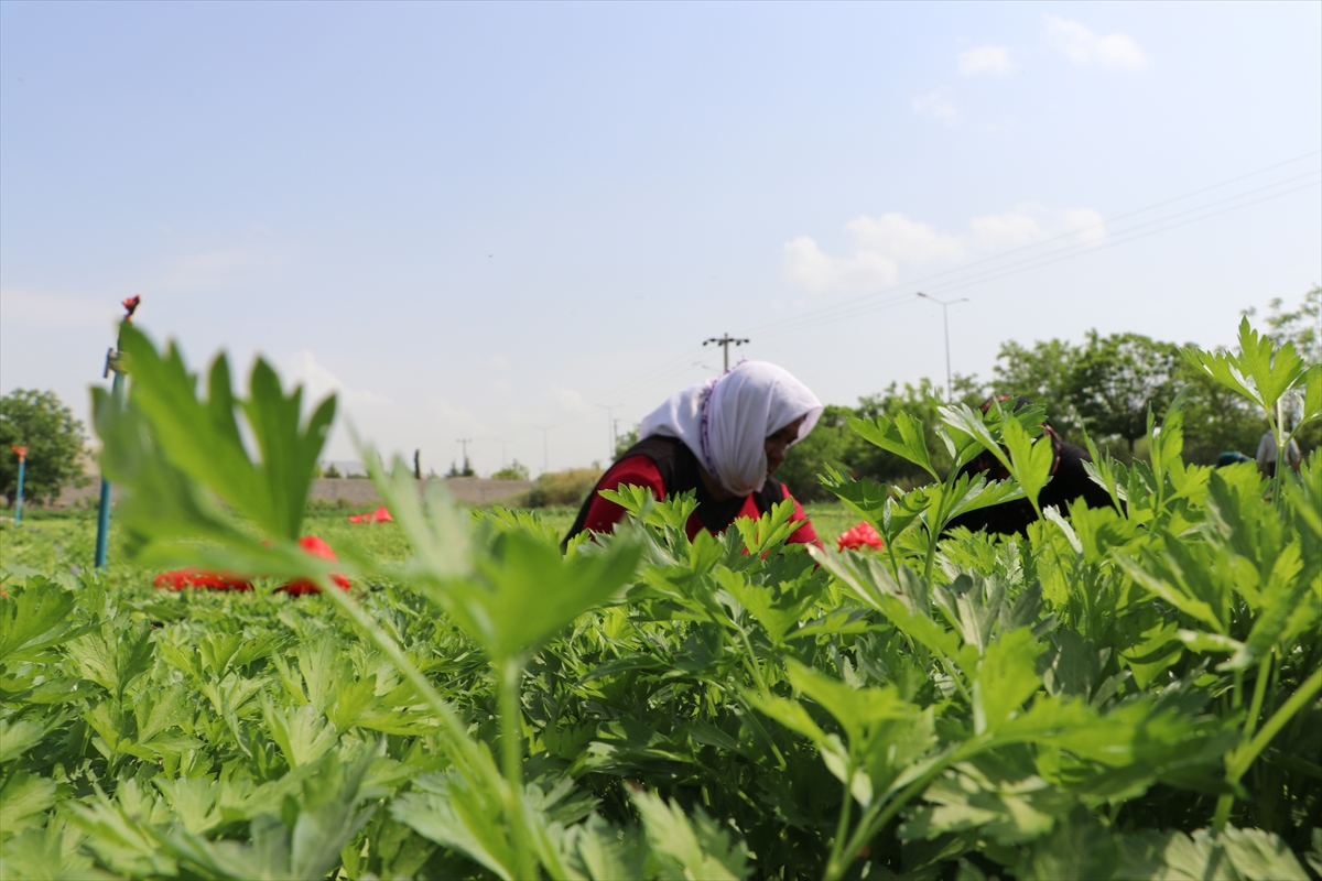 Kilis'te tarım işçileri, 1 Mayıs Emek ve Dayanışma Günü'nde de üretime katkı sağlıyor