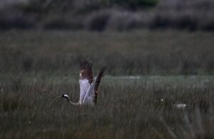 - UNESCO Dünya Mirası Daimi Listesi'ne alınması için çalışmaların sürdüğü