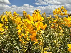 AFYONKARAHİSAR (AA) – Afyonkarahisar'da koparıldığında 387 bin 141 lira cezası