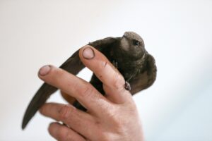 KÜTAHYA (AA) – Kütahya'nın Tavşanlı ilçesindeki bir evin mutfağına bacadan