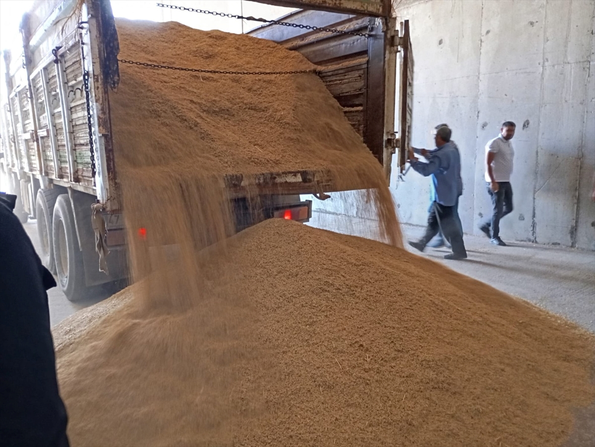 Mardin'de sezonun ilk arpa hasadı yapıldı