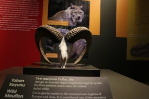 ERZURUM (AA) – Türkiye'nin dört bir yanından 60 yılda toplanan