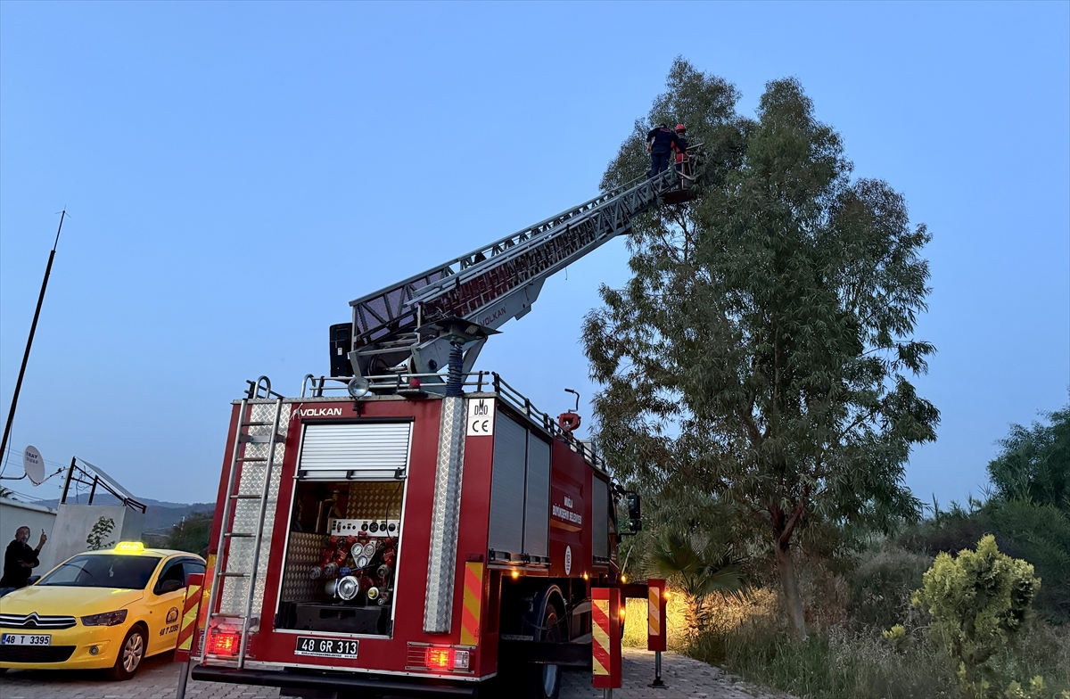 Muğla'da ağaçtan düşen karga yavrusu yuvasına koyuldu