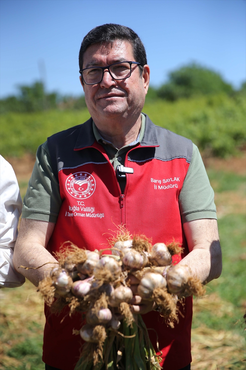 Muğla'da Ula sarımsağının hasadına başlandı