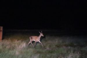 - Bölgedeki geyik sayısı 23'e yükseldi