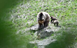 KARS (AA) – Kars'ın Sarıkamış ilçesinde baharın gelmesiyle kış uykusundan