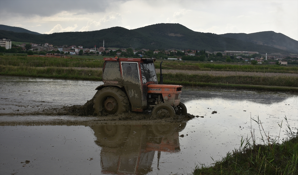 Sinop'ta çeltik ekimine başlandı