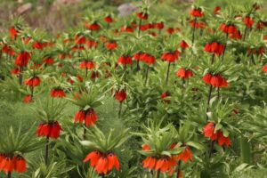 ŞIRNAK (AA) – Şırnak'ın Uludere ilçesi Tanin Dağları'nda ters lale