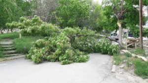 SİVAS (AA) – Sivas'ta etkili olan şiddetli rüzgar ağaçları devirdi.