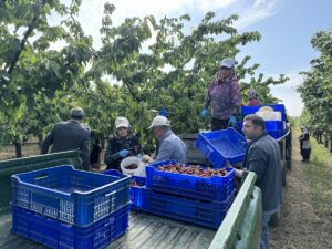 - Erkenci kiraz hasadıyla başlayan mesai temmuz ayına dek sürecek