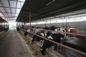 TOKAT (AA) – Tokat'ta kene ile mücadele kapsamında il genelindeki