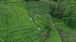 TRABZON (AA) – Türkiye'nin Ocak-Nisan 2024 döneminde yapılan çay ihracatı