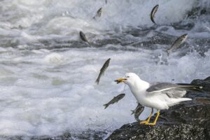 VAN (AA) – Van Gölü'nde yaşayan ve üreme döneminde yumurtalarını