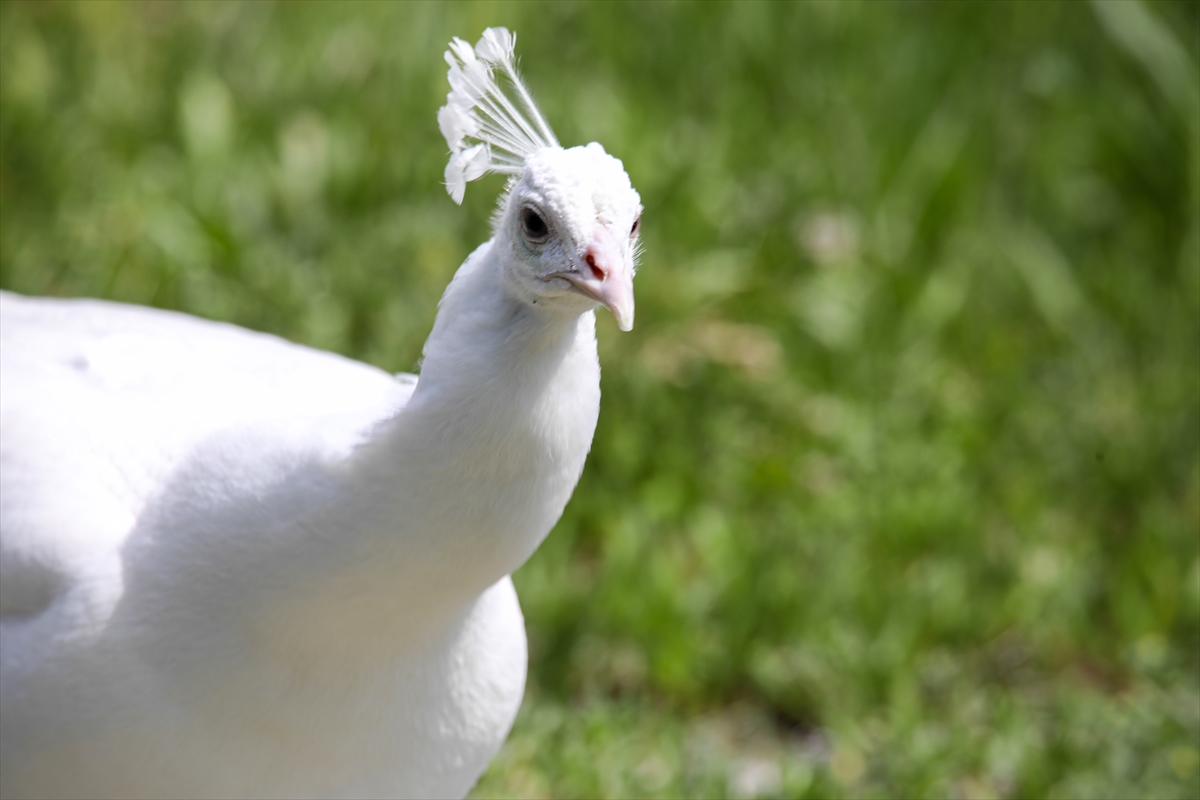 Van'da koruma altındaki tavus kuşlarının sayısının artırılması hedefleniyor