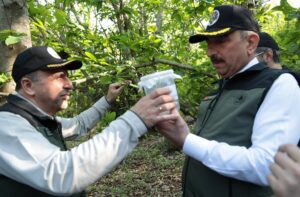 ZONGULDAK (AA) – Zonguldak'ta kestane ağaçlarını gal arısı zararlısından korumak