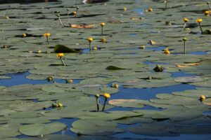BOLU (AA) – Bolu Gölcük Tabiat Parkı ve Abant Gölü
