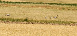 AMASYA (AA) – Amasya'da son iki yıldır görüntülenen telli turna