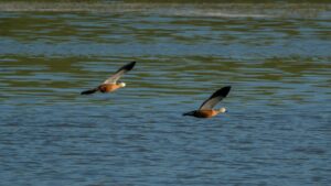 KARS (AA) – Kars'ta yumurtadan çıkan angut (angıt) yavruları Kars
