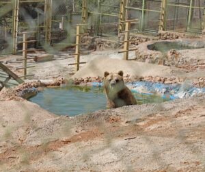 ANTALYA (AA) – Antalya doğal yaşam parkındaki hayvanlar, sıcak havada