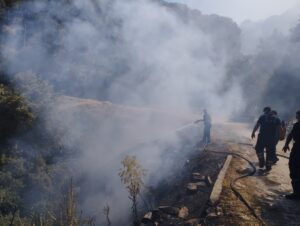 AYDIN (AA) – Aydın'ın Koçarlı ve Bozdoğan ilçelerinde evlerde çıkan
