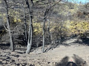 ANKARA (AA) – Tarım ve Orman Bakanı İbrahim Yumaklı, Denizli'nin