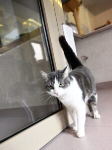 - Ülkede köpeklere 25 yıldır çip takılıyor, sokakta bulunmaları halinde