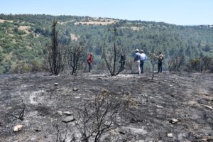 BİLECİK (AA) – Bilecik'te tarım arazisinde başlayarak ormanlık alana sıçrayan