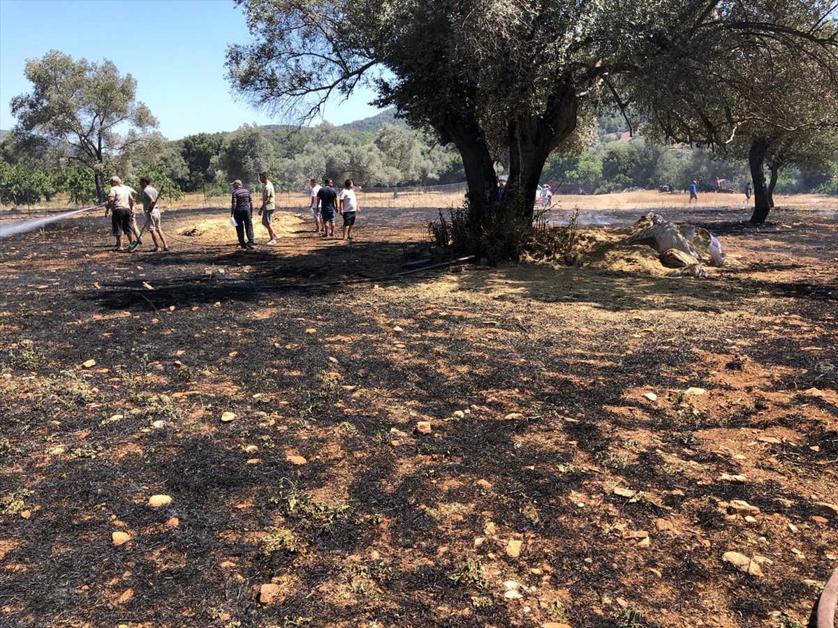 Bodrum'da zeytinlikte çıkan yangın ormanlık alana sıçramadan söndürüldü