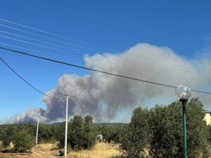 ÇANAKKALE (AA) – Çanakkale'nin Ezine ilçesinde çöplük alanda çıkan ve