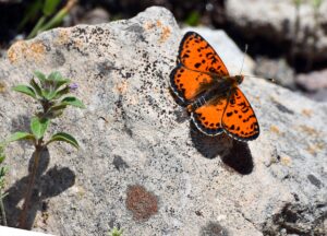 KARS (AA) – Kars'ın Sarıkamış ilçesinde çiçeklere konan rengarenk kelebekler,