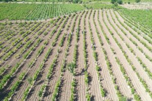 TOKAT (AA) – Tokat'ın Erbaa ilçesinde üretilen coğrafi işaretli bağ