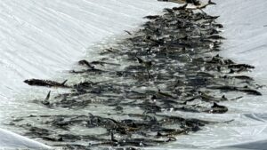 SAMSUN (AA) – İLYAS GÜN – Tarım ve Orman Bakanlığı,