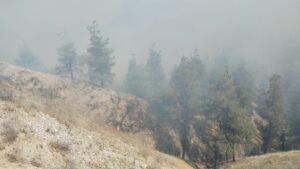 DENİZLİ (AA) – Denizli'nin Pamukkale ilçesinde ormanlık alanda çıkan yangın