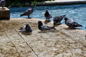 ADANA (AA) – Adana, Mersin, Hatay ve Osmaniye'de, sıcak hava