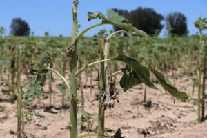 - Bölgede 150 dekar tarım alanı, 236 konut ile 100