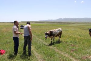 ERZURUM (AA) – Erzurum'da bir köyde sahiplerinin ellerinden Pasinler Ovası'ndaki