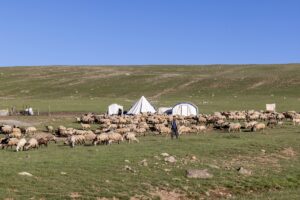ERZURUM (AA) – Hayvancılığın yaygın yapıldığı Erzurum'a gelen göçer aileler,