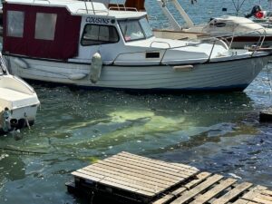 İSTANBUL (AA) – Fatih'te sürücüsünün sahilde park etmek için manevra
