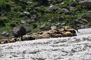 HAKKARİ (AA) – Hakkari'de çobanlar, yaylalarda otlattıkları küçükbaş hayvanlarını kar
