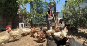 HATAY (AA) – Hatay'ın İskenderun ilçesinde sahipsiz köpeklerin saldırdığı 50