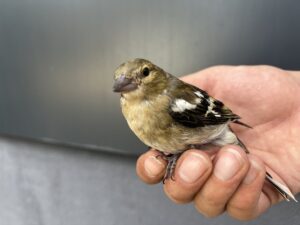 ISPARTA (AA) – Isparta'da sıcak havanın etkisiyle bitkin düşen "Bayağı