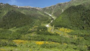 RİZE (AA) – Rize'de yaylalarda açan çiçekler, görenleri hayran bırakıyor.